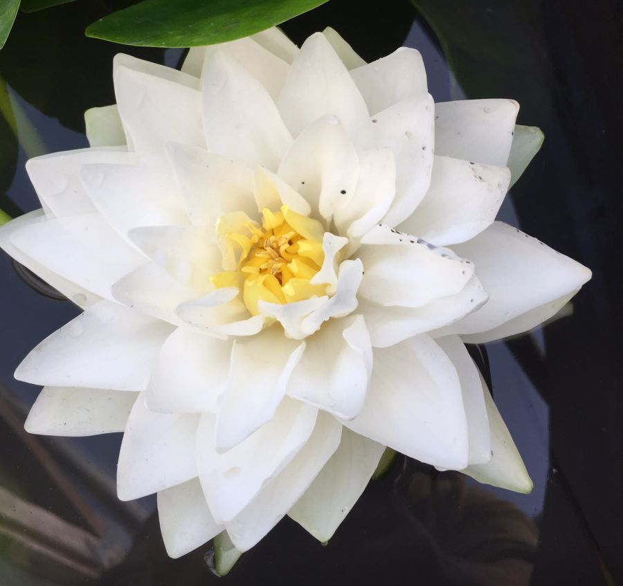 Nymphaea Gonnere White Water Lily - Image 3