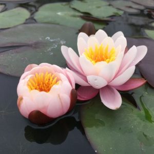 Nymphaea Marliacea Rosea Pink Water Lily