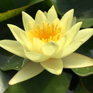 Nymphaea Sunrise Yellow Water Lily