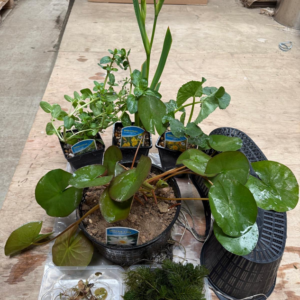 British Native Wildlife Planting Scheme