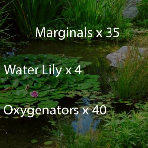 Extra Large Pond Wildlife Planting Scheme