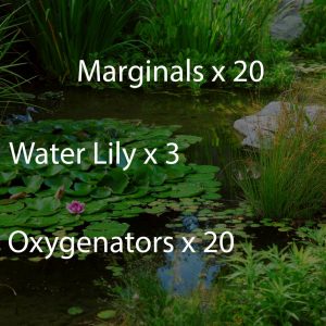 Large Pond Wildlife Planting Scheme