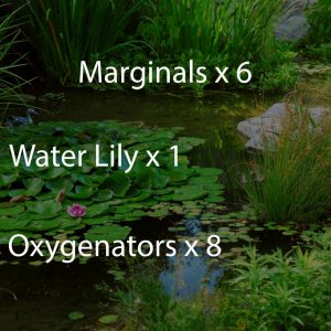 Small Pond Wildlife Planting Scheme
