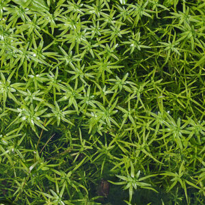 Callitriche Palustris (Water Starwort)