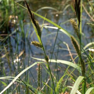 Carex Riparia (Greater Pond Sedge)