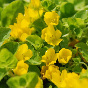 Lysimachia Nummularia (Creeping Jenny)