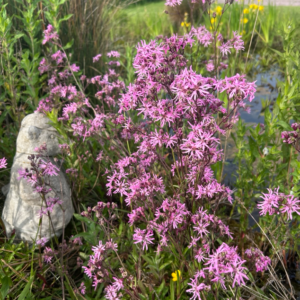 Lychnis flos-cuculi (Ragged Robin)