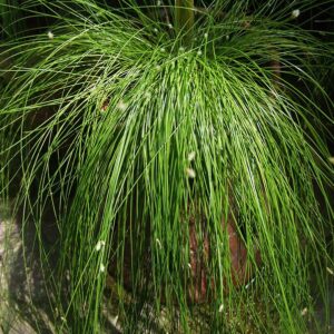 Isolepis Cernua (Scirpus cernuus/Slender club rush)
