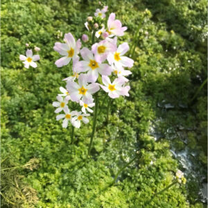 Hottonia Palustris (Water Violet)