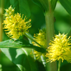 Lysimachia thyrsiflora (Tufted Loosestrife)