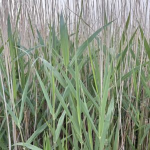 Phragmites Australis (Common Reed)