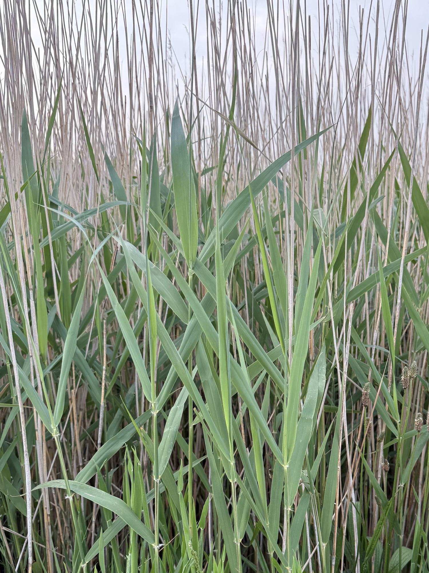 Phragmites Australis (Common Reed)
