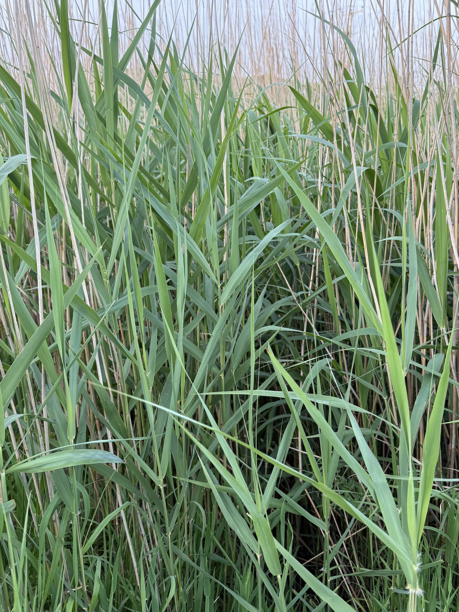 Phragmites Australis (Common Reed) - Image 2