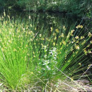 Juncus effusus (Common Rush)