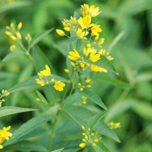 Lysimachia Vulgaris (Yellow Loosestrife)