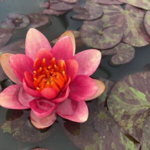 Nymphaea Indiana Dwarf Waterlily