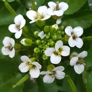 Nasturtium Aquaticum - Watercress