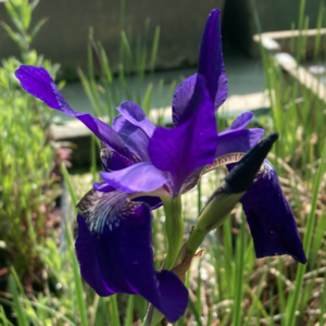 Iris Louisiana - Black Gamecock