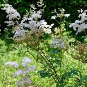 Filependula Ulmaria - Meadowsweet