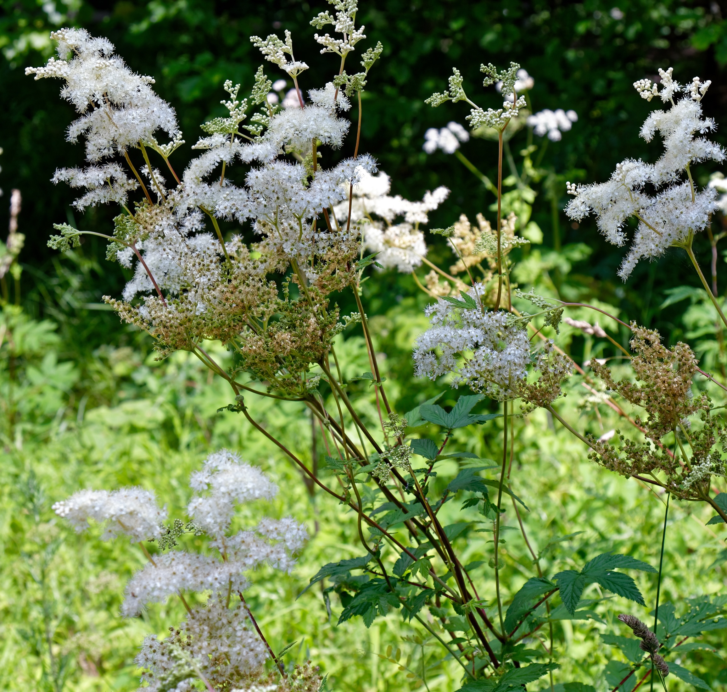 Filependula Ulmaria - Meadowsweet