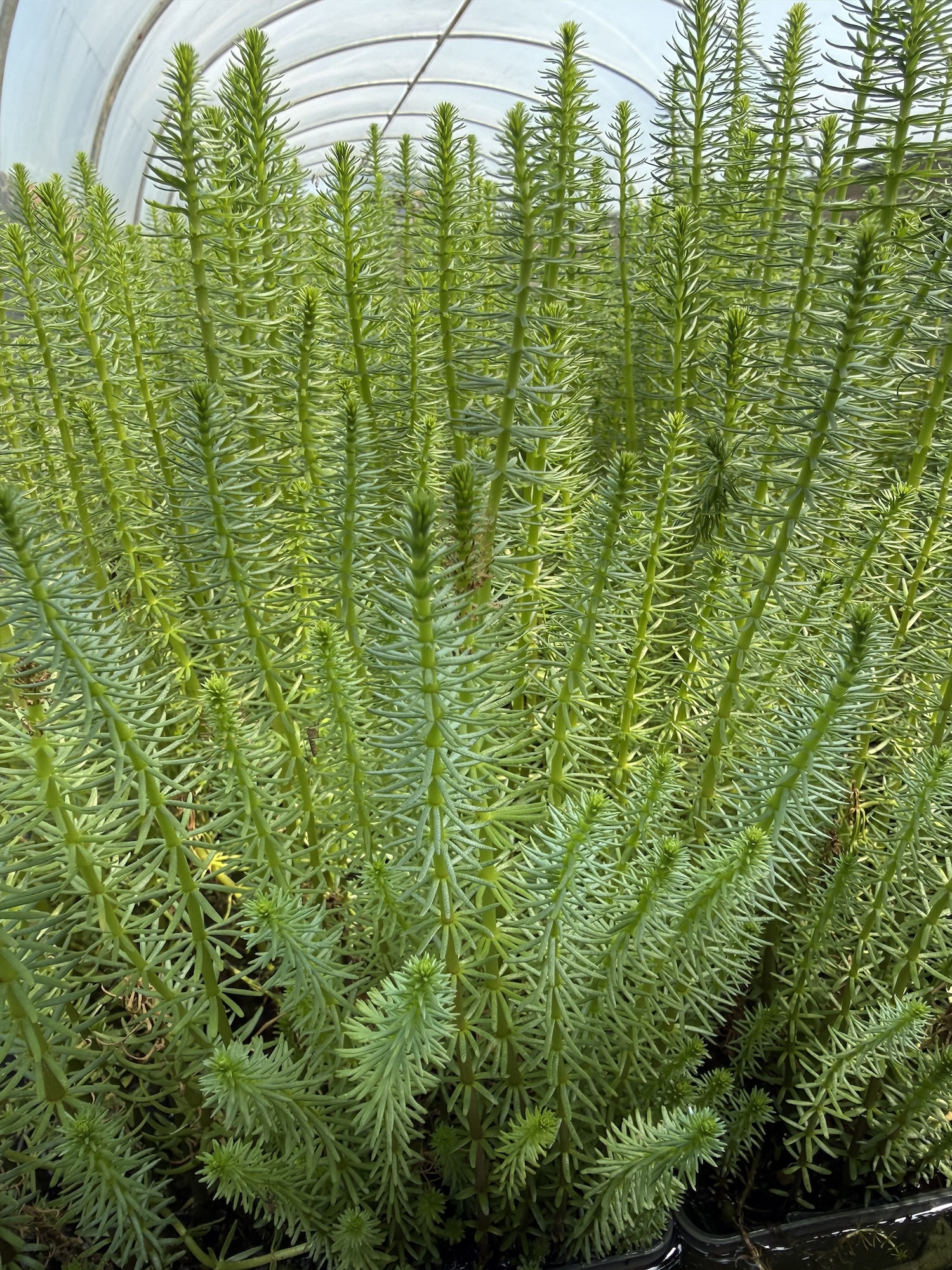 Hippuris Vulgaris (Mare’s Tail)