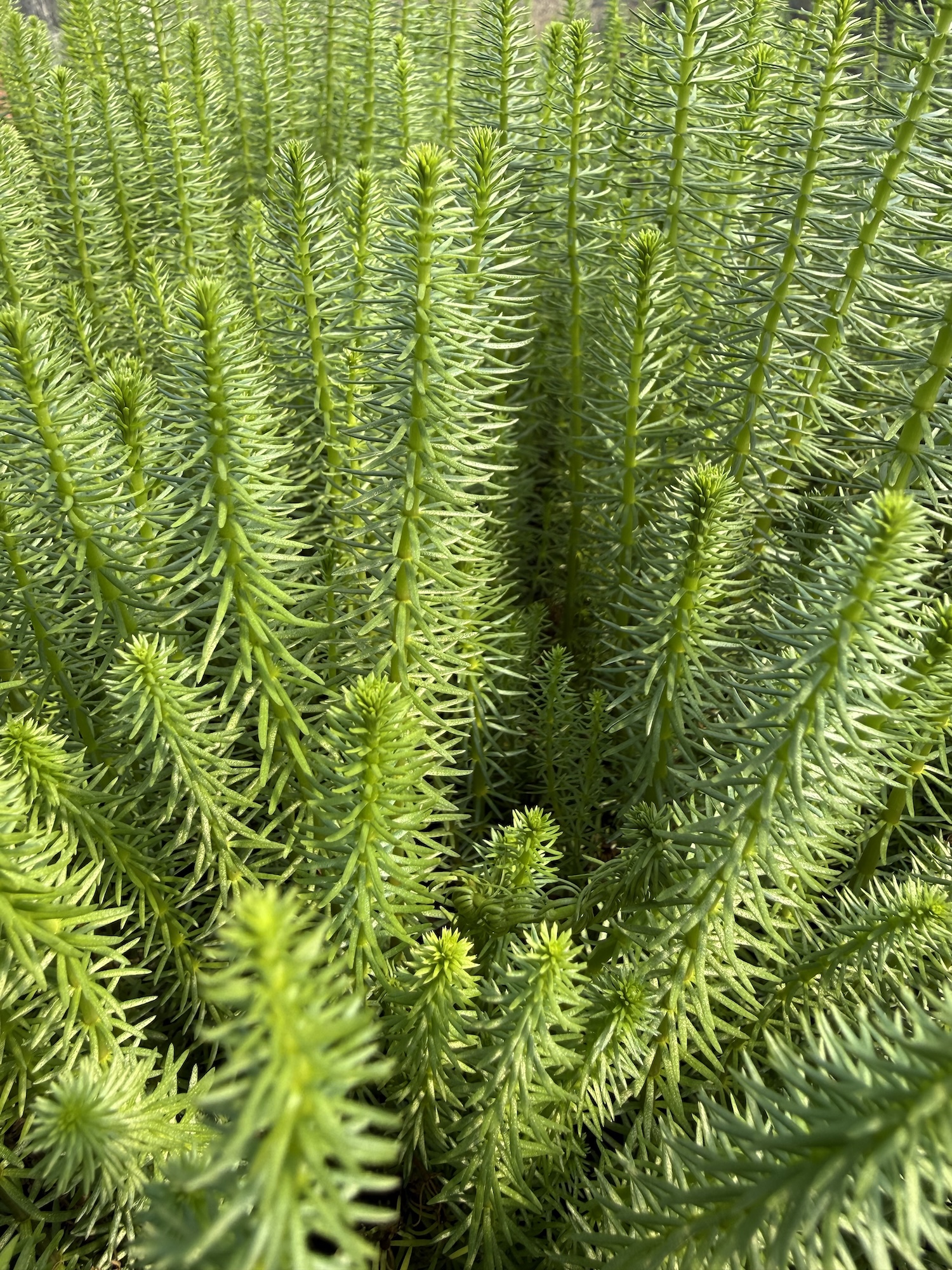 Hippuris Vulgaris (Mare’s Tail) - Image 2