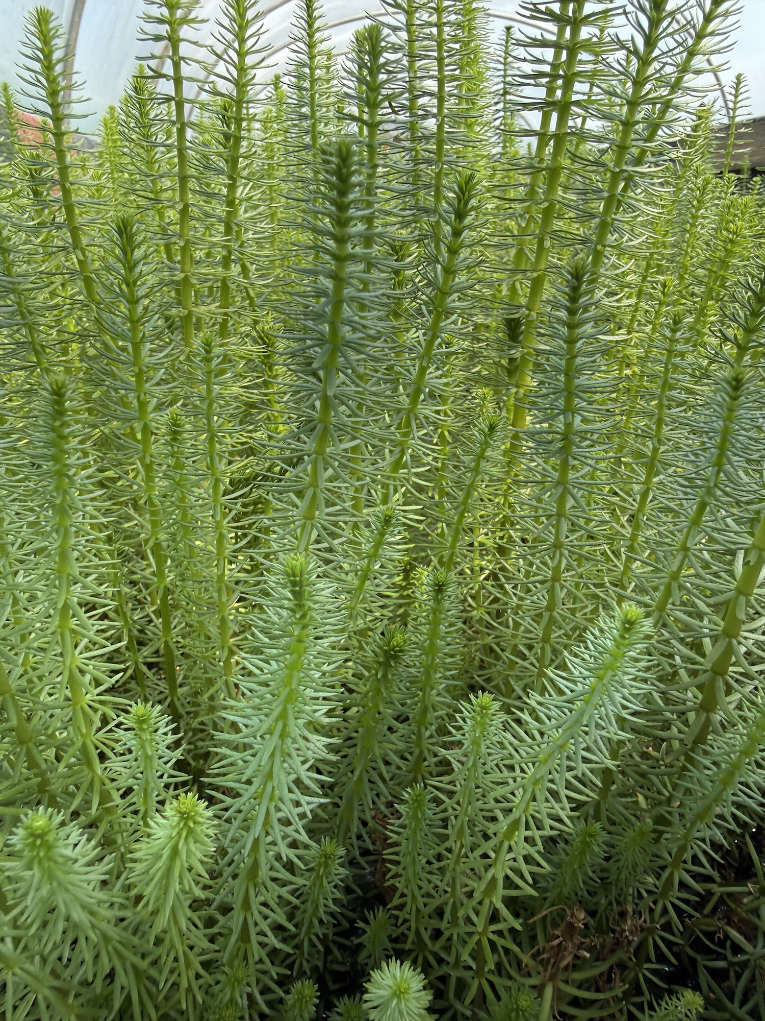 Hippuris Vulgaris (Mare’s Tail) - Image 3